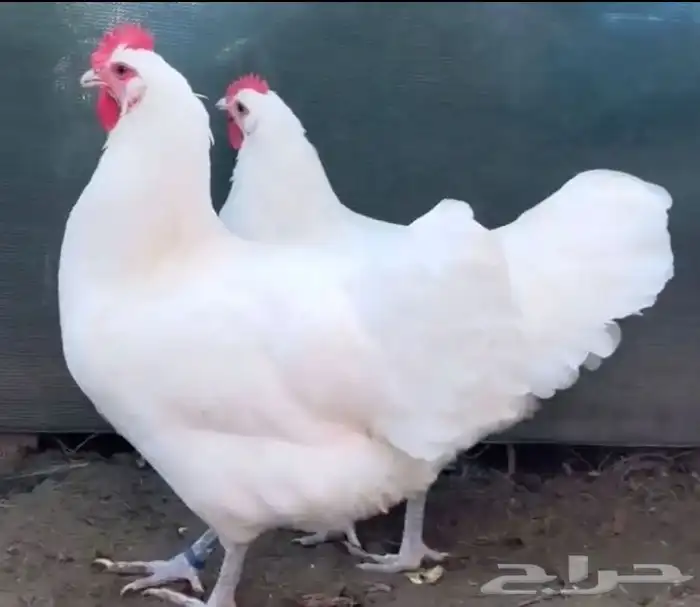 بيض مخصب للتفقيس لسلاله الاسترالورب الالماني العملاق 2