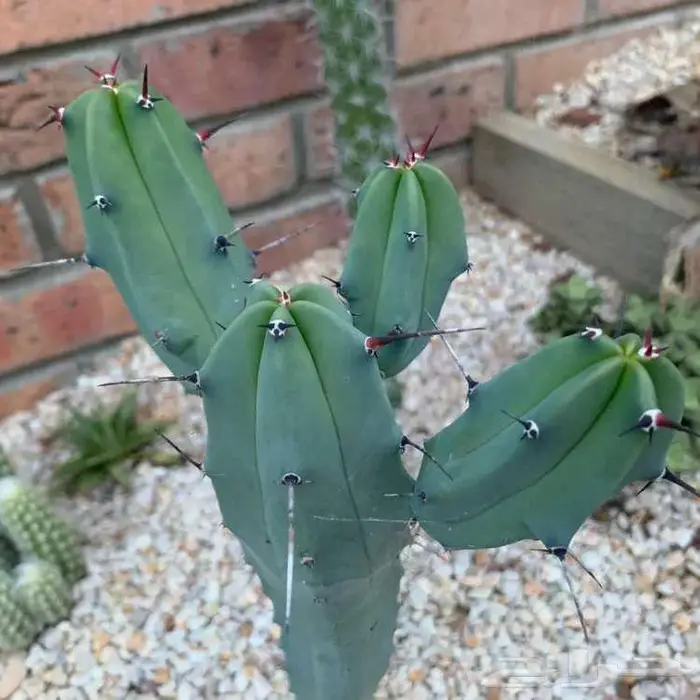 صبار طبيعي فاخر بأشكال نادرة لتزيين الحدائق والمنزل 28