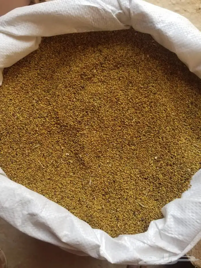 للبيع بذور برسيم ساحلي 2