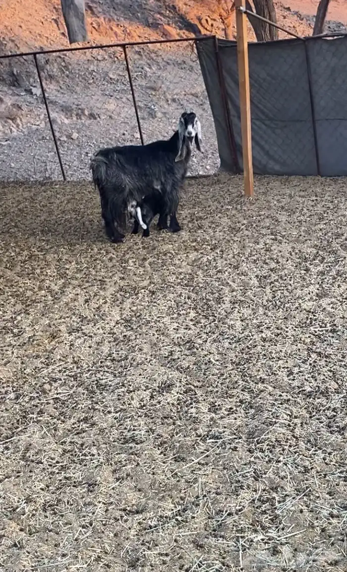 عنزين خلفات تامات 0