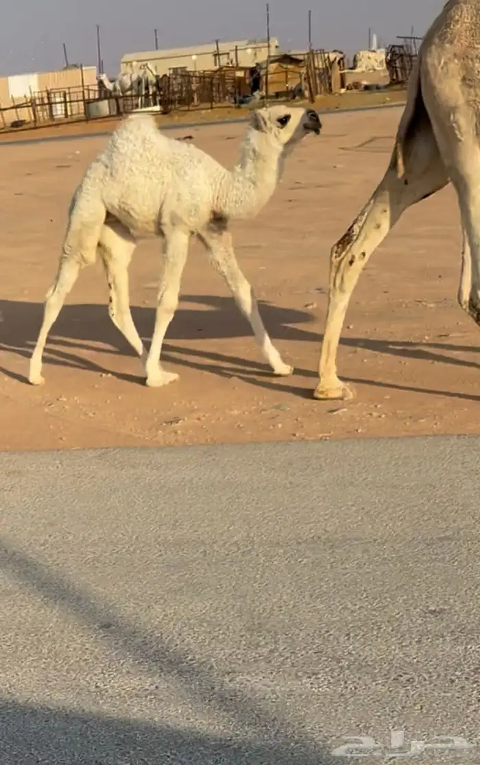 خلفه شقحا بكر ثنيه تحتها بكره 2