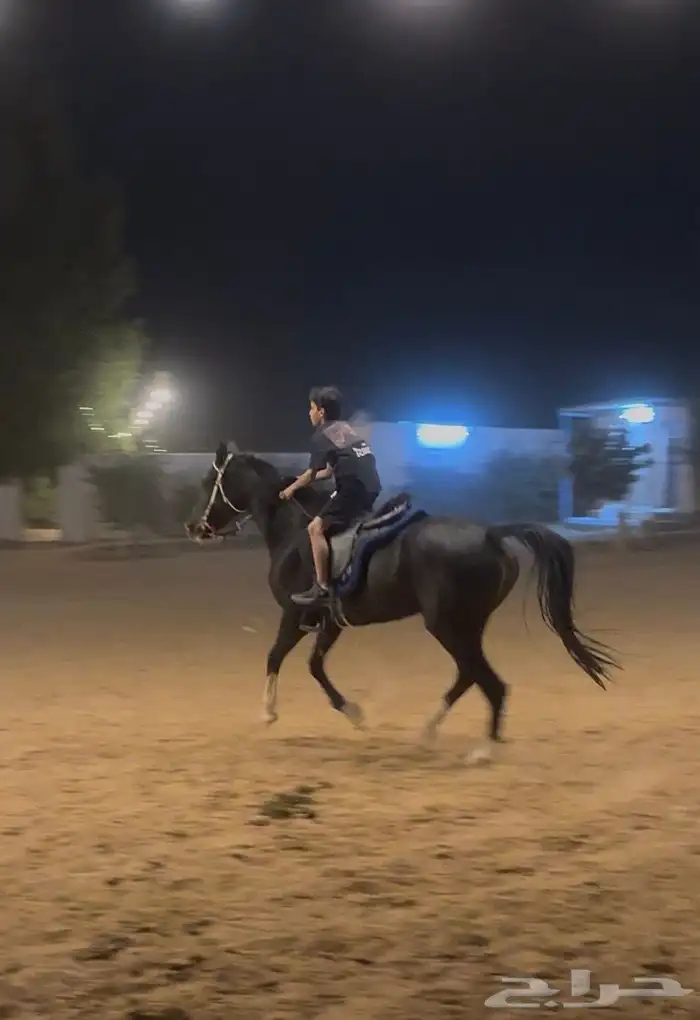 فرس دهماء محجلة ثلاث طلق اليمين 5