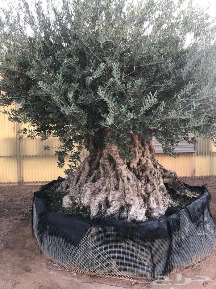 شجر زيتون معمر بأحجام ضخمة 2