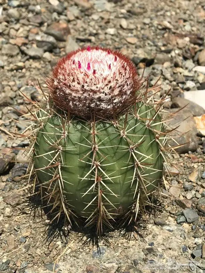 صبار طبيعي فاخر بأشكال نادرة لتزيين الحدائق والمنزل 30