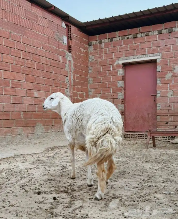 للبيع فحل حري ثني مشروط 2