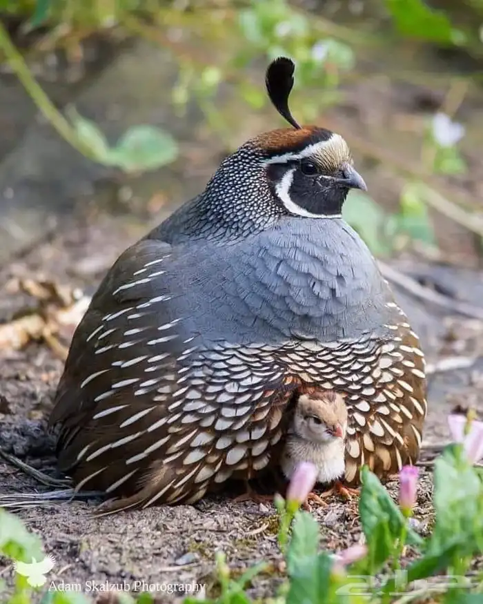 صوص سمان كاليفورنيا وبوب وايت 1