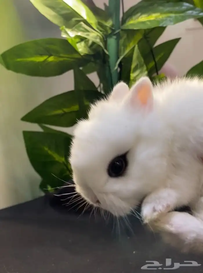 ارانب نذرلاند قزمي 1