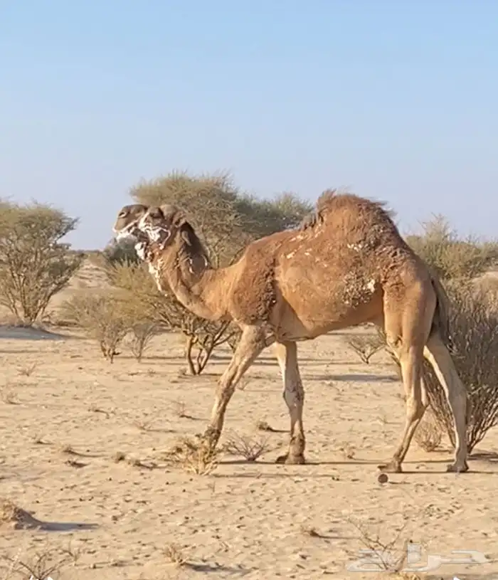 بعير احمر باتلي منتج 0