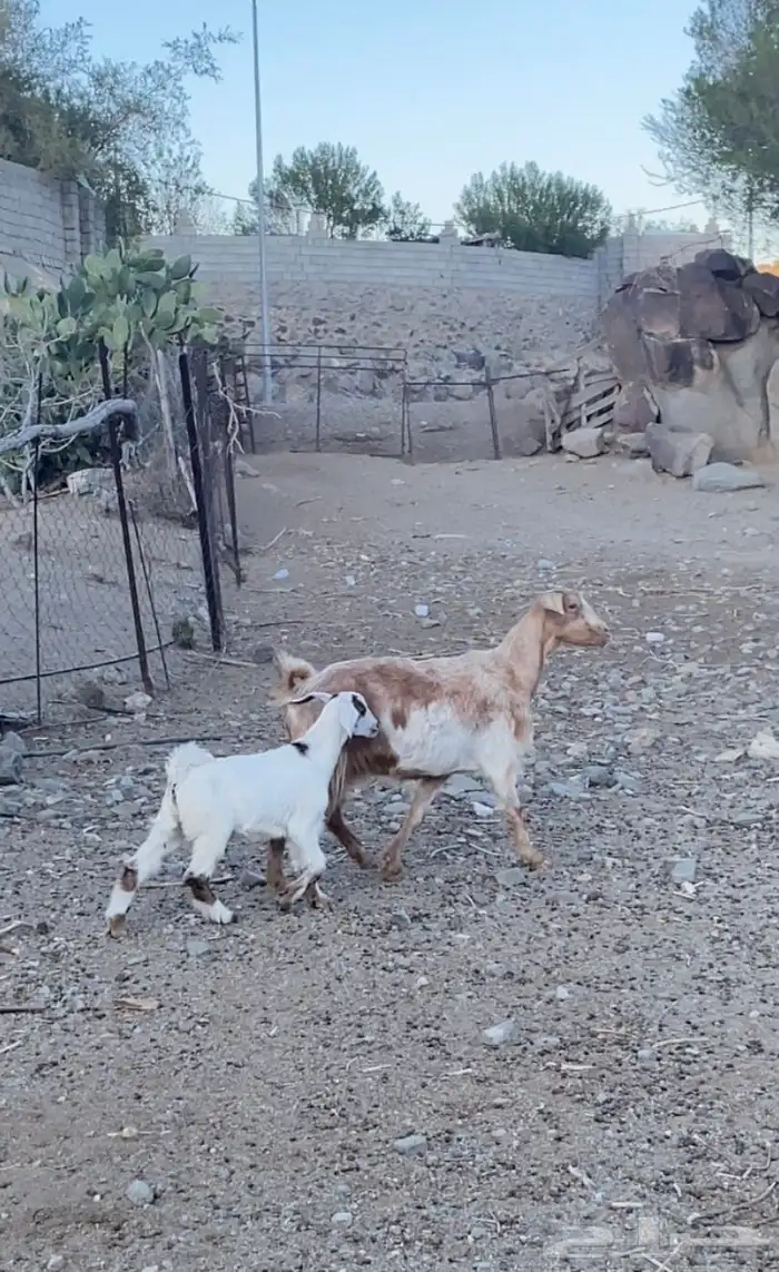 عنز ديره تحتها تيس حليبها وافر وامورها طيبه شرط 0