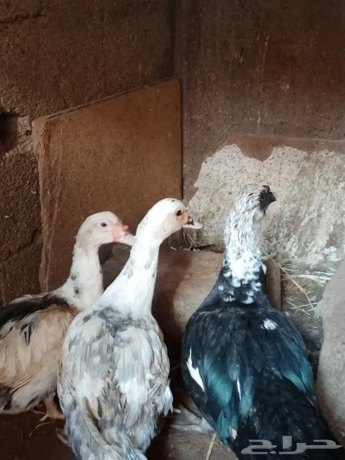 بط للبيع مصري 1