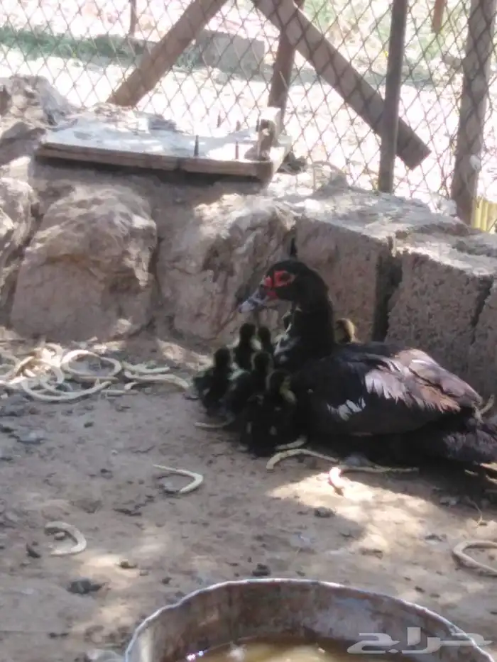 بطه للبيع بلدي 1