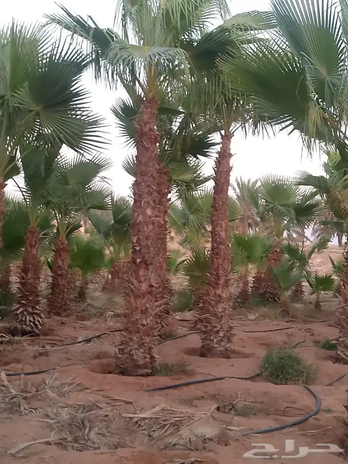 مكه المكرمه 7