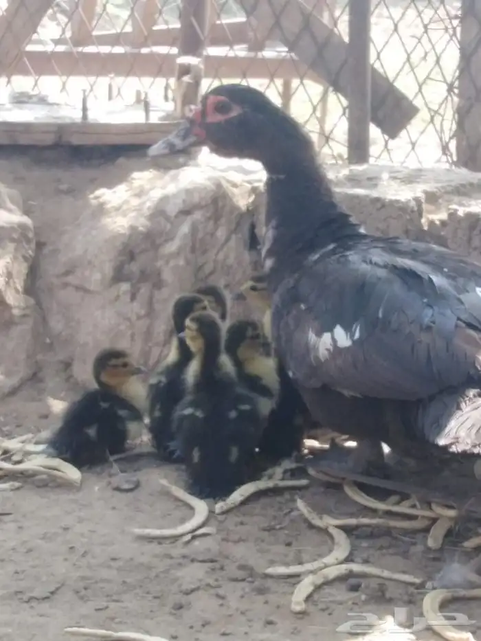 بطه للبيع بلدي 0