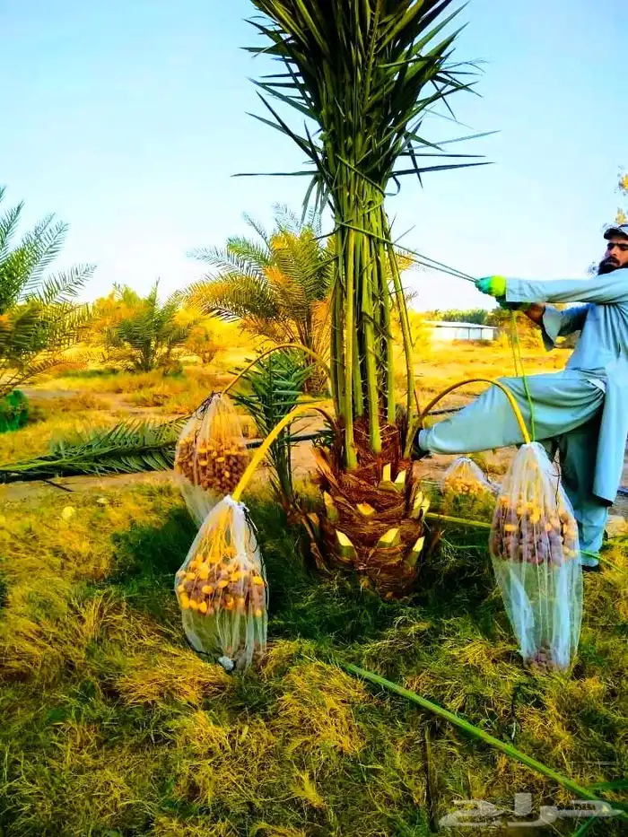 نخل مثمر نخيل نقايل واشنطني اخلاص سكري برحي صقعي شيشي هلالي 0