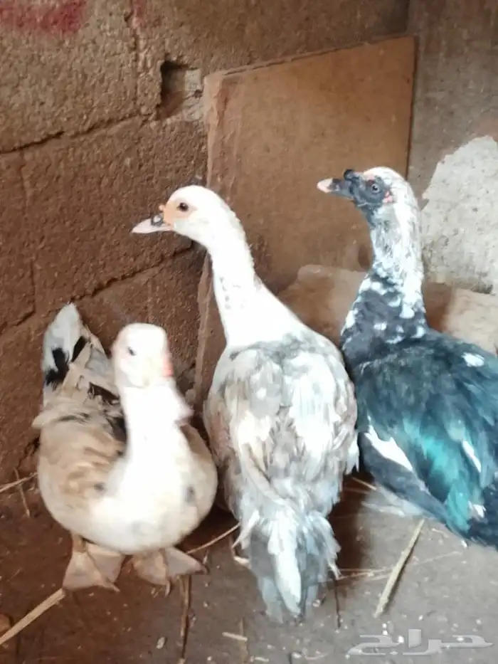 بط للبيع مصري 0