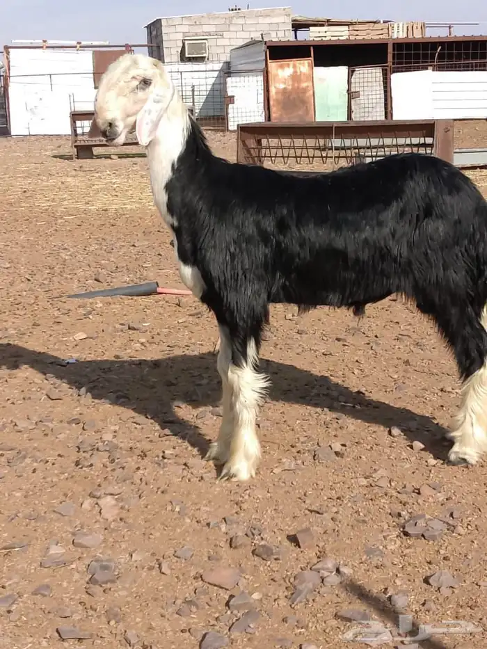 مشروع فحل نجدي صنف 1