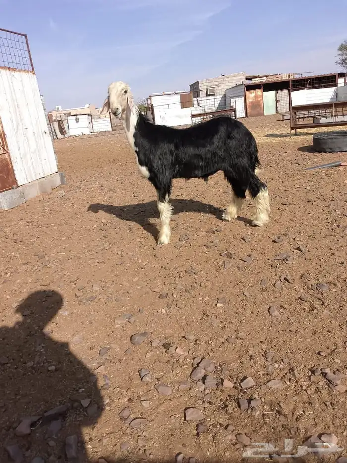 مشروع فحل نجدي صنف 2