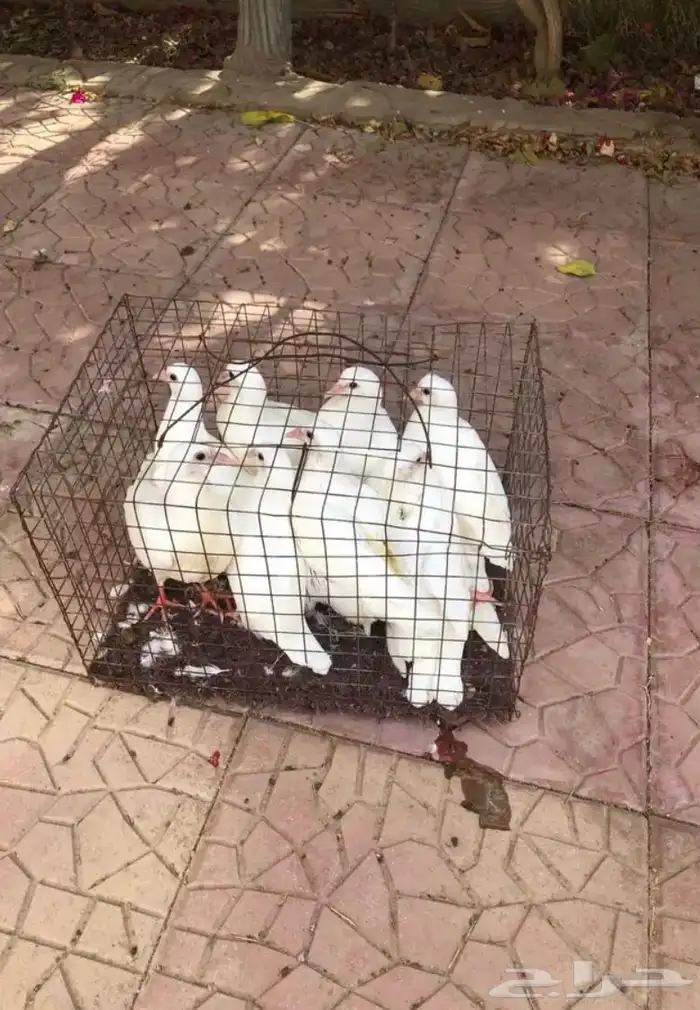 زغاليل حمام فرنسي 1