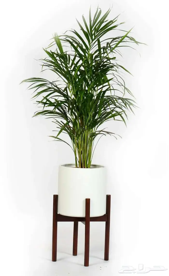 مراكن زراعة فاخرة لتنسيق الحدائق والمنزل 34