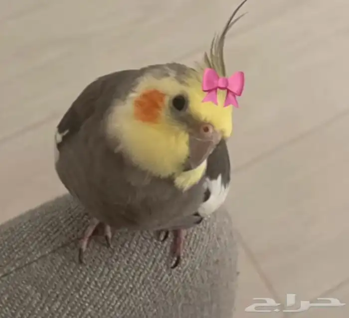 كروان متكلم 0