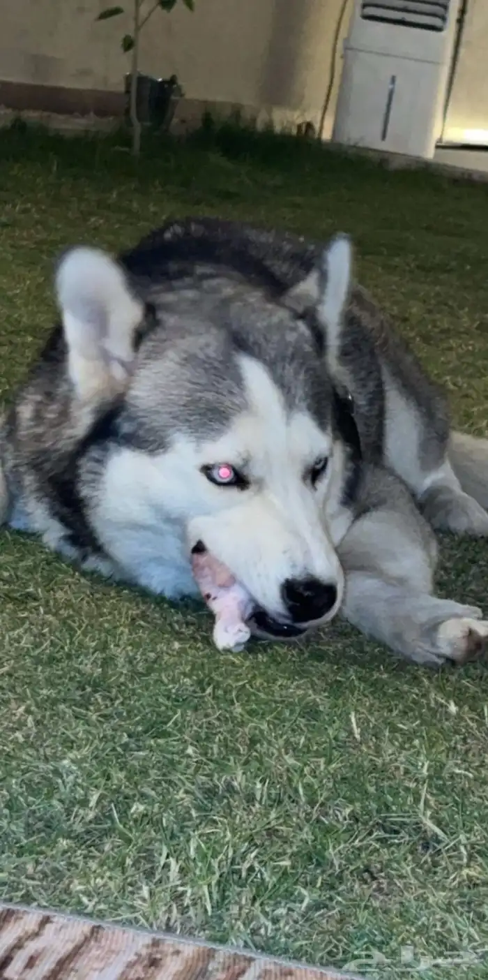 كلب هاسكي عمره 10 شهور اليف 4