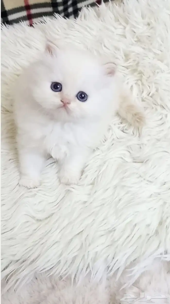 كتن هجين بيرشن ذكر لعوب للبيع 1