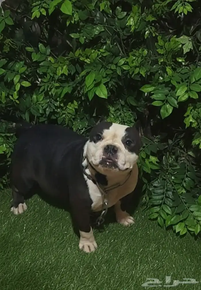 أنثى بولى بوكيت بيتبول 0