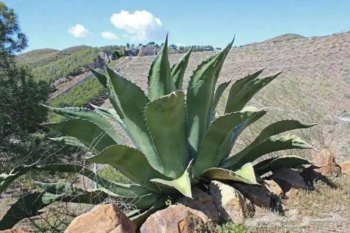 صبار طبيعي فاخر بأشكال نادرة لتزيين الحدائق والمنزل 3