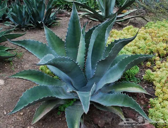 صبار طبيعي فاخر بأشكال نادرة لتزيين الحدائق والمنزل 18