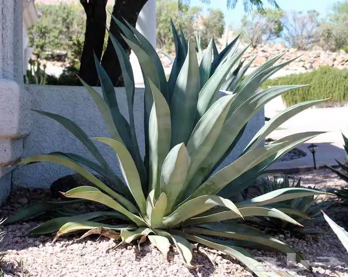 صبار طبيعي فاخر بأشكال نادرة لتزيين الحدائق والمنزل 4