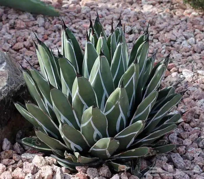 صبار طبيعي فاخر بأشكال نادرة لتزيين الحدائق والمنزل 5