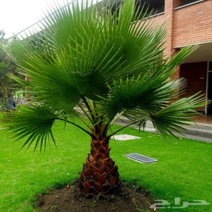 للبيع أنواع النخيل 0