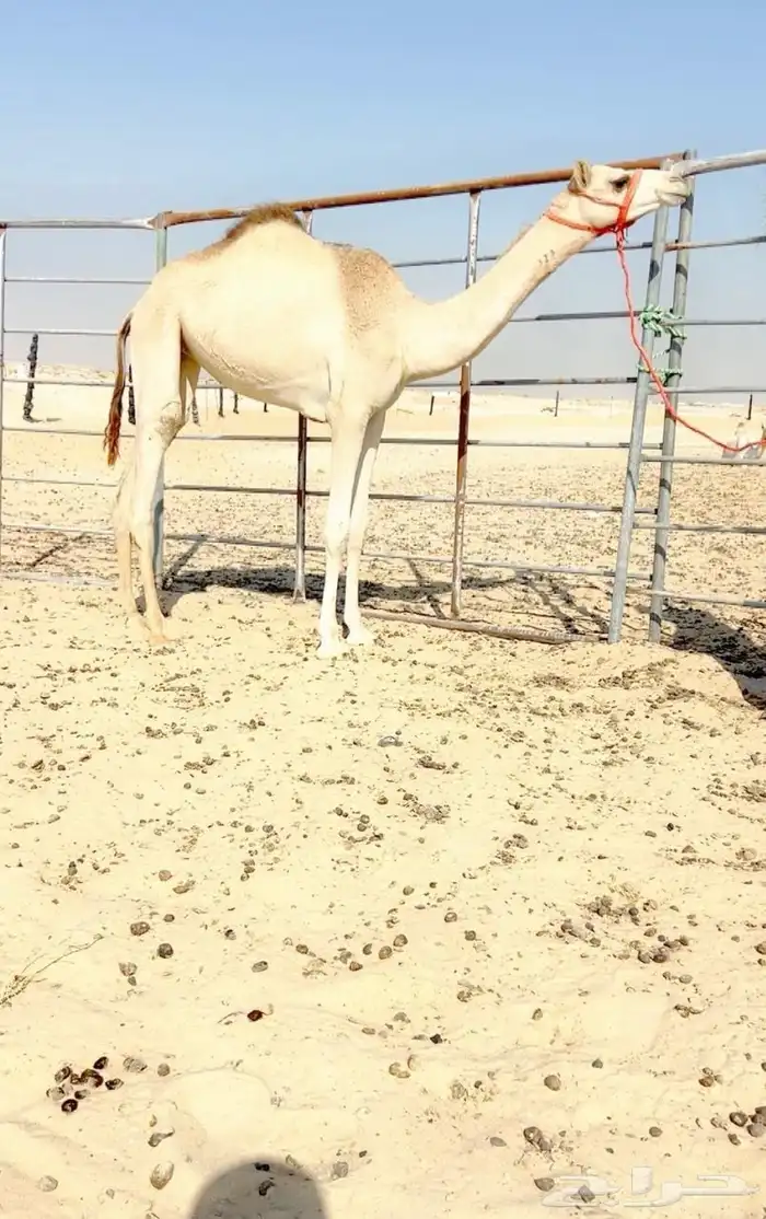 بكره حقه كفو 0