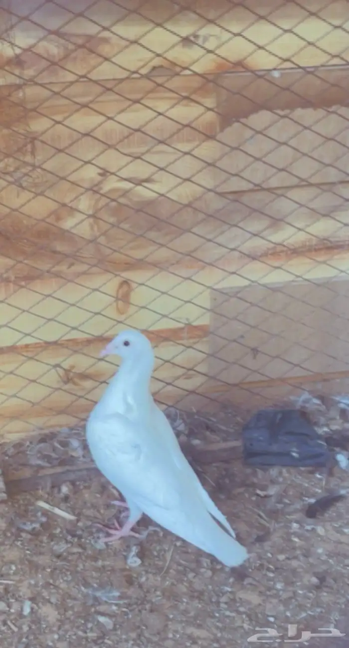 ديكة ودجاجة رومي 1