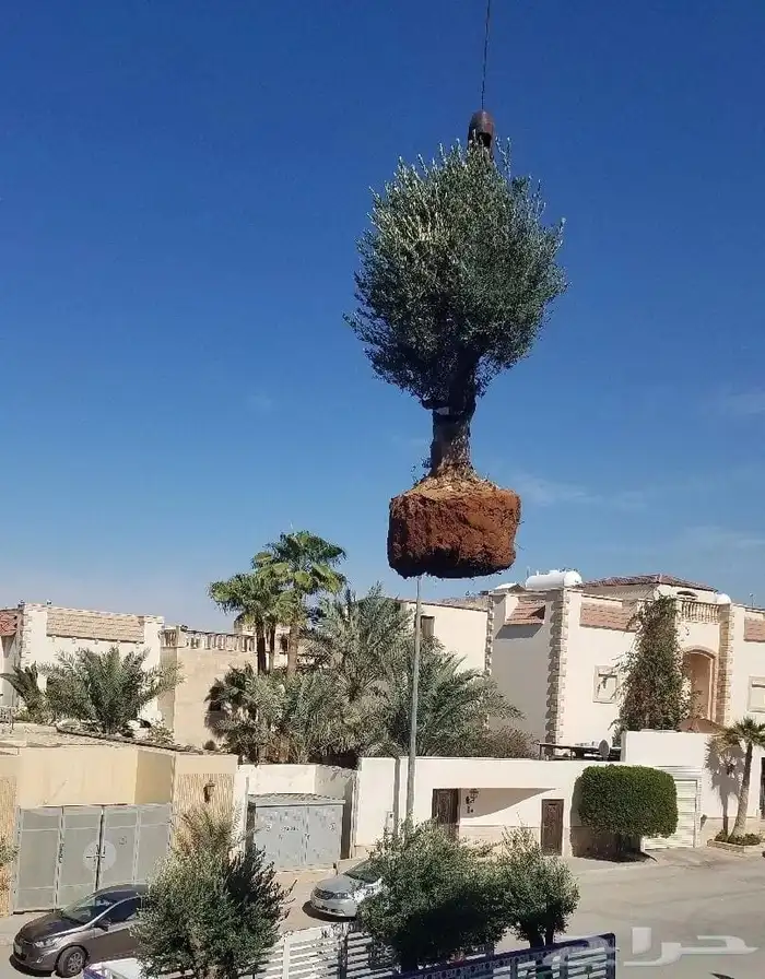 اشجار زيتون معمر 0