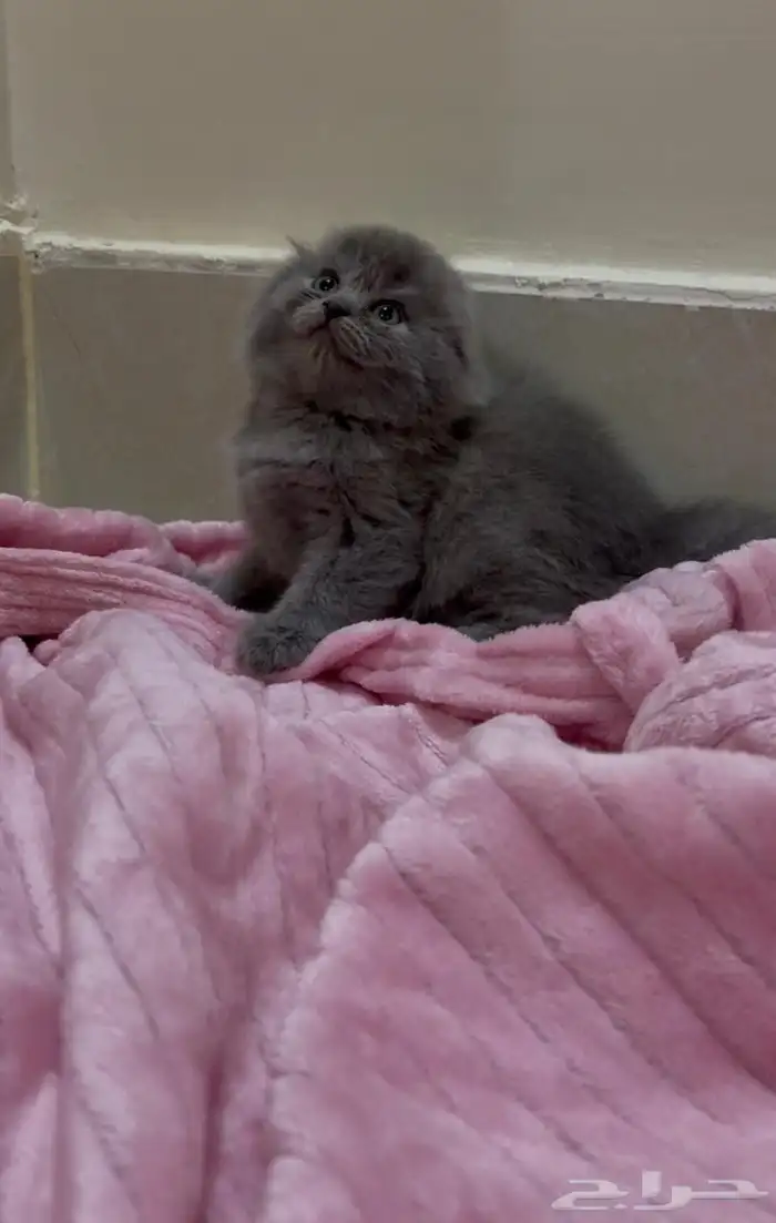 سكوتش هجين شيرازي قطط صغيرة عمرها شهر للبيع 7