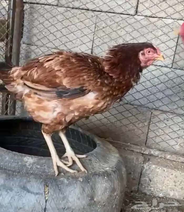 الطائف حي الرميده 11