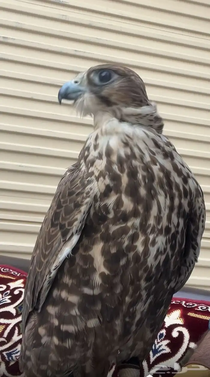 حر اصيل عرض 17 في طول 17 العمر 1