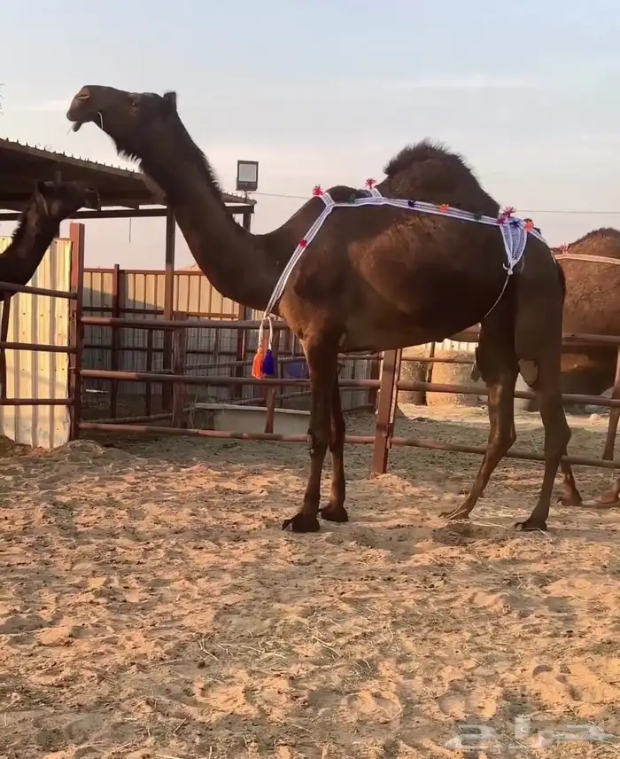 في للبيع ضروبه ثنو سديس نادره جدا 0