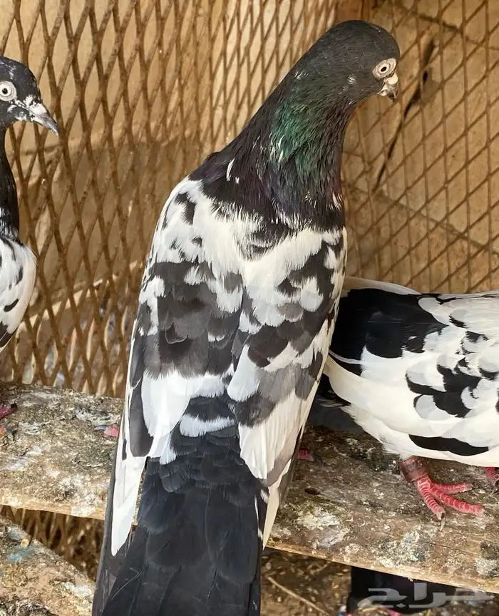 حمام باكستاني مستويات 6