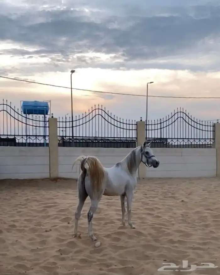 فرس شعبيه تنافس الواهو 1