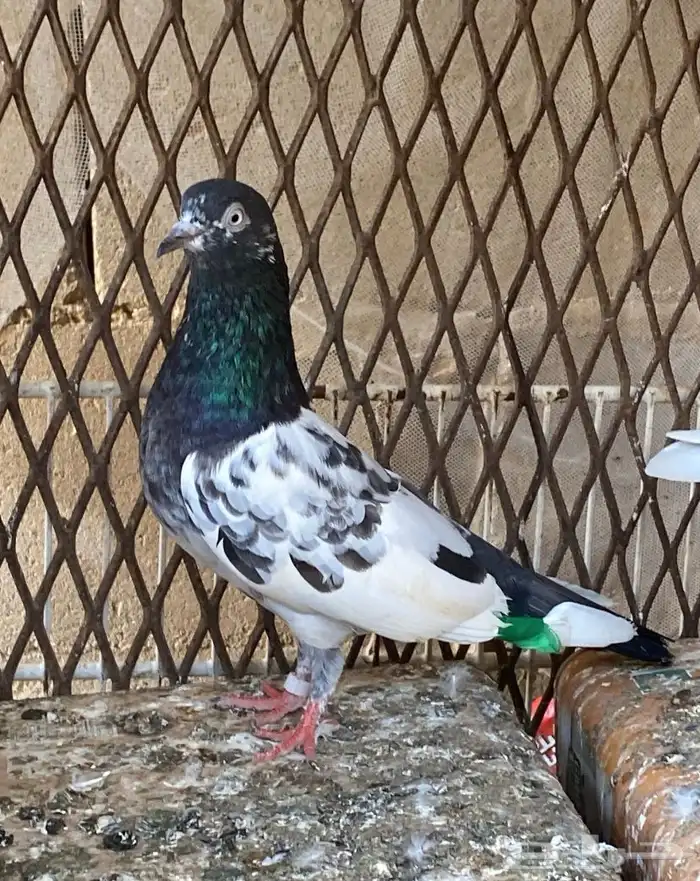 حمام باكستاني مستويات 0