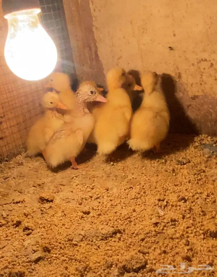 للبيع صيصان بط بكيني 0