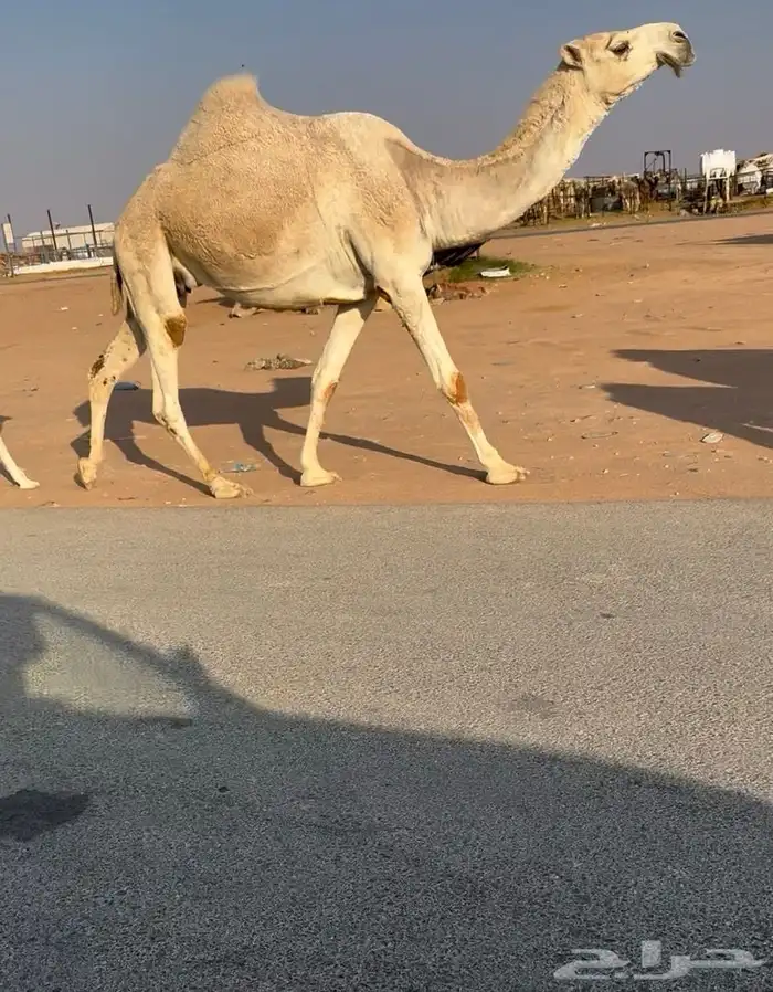 خلفه شقحا بكر ثنيه تحتها بكره 0