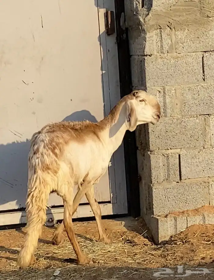 شاه ساكنينه لااهل الصنف السن ثنيه دافع ثلاثه ونص وفوق 1