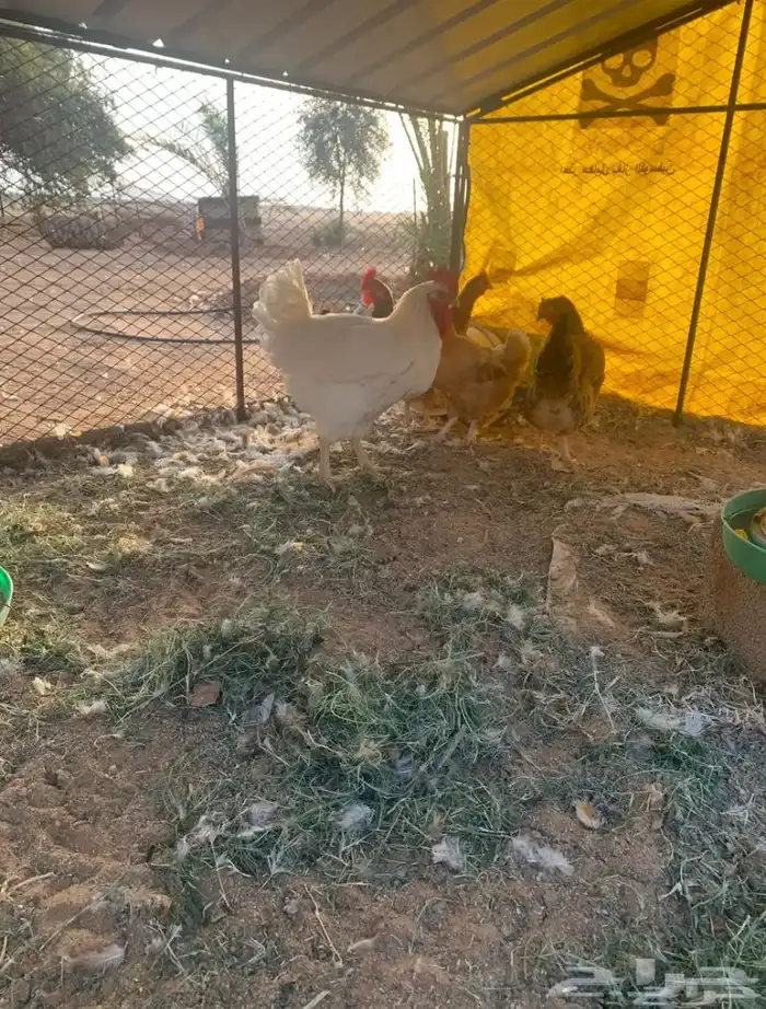 دجاج تركي جروم كبار 0