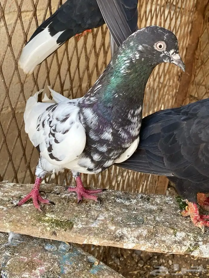 حمام باكستاني مستويات 8