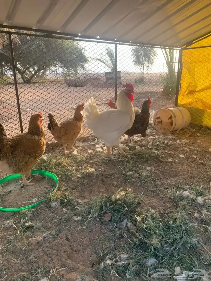 دجاج تركي جروم كبار 2