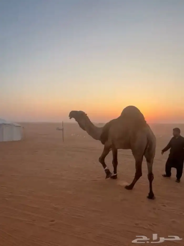 فحل اصفر منتج 0