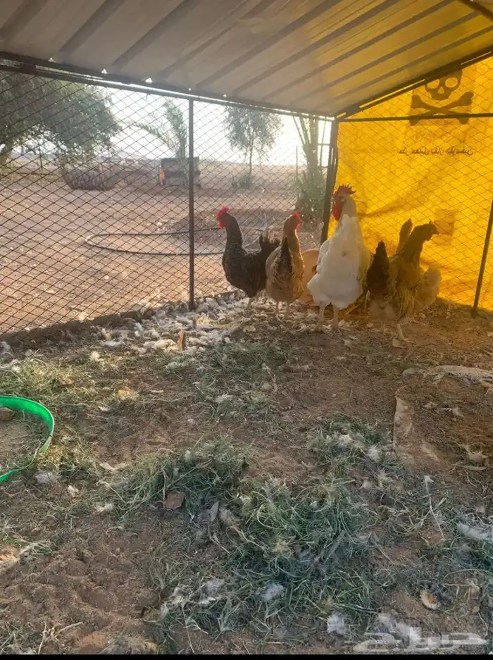 دجاج تركي جروم كبار 1